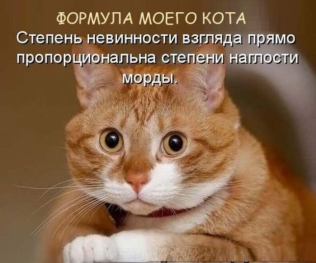 Котопост животные, коты, прикол, юмор