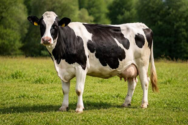 Фермеры попросили Минпромторг отменить маркировку их продукции