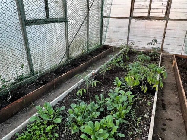 Пластиковая лента выгорела и вылезла из земли: вот как оформить стык газона и клумбы без единого рубля