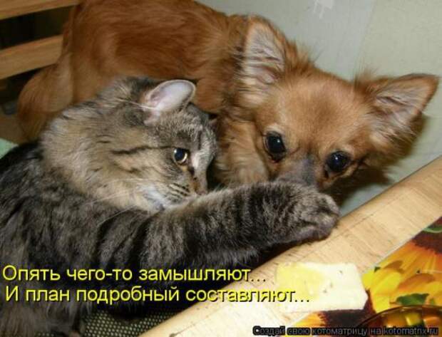 Котоматрицы(картинки с подписями)