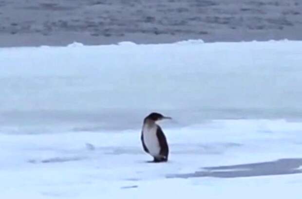 Орнитолог Чернова призвала спасти субантарктического пингвина в Ростове