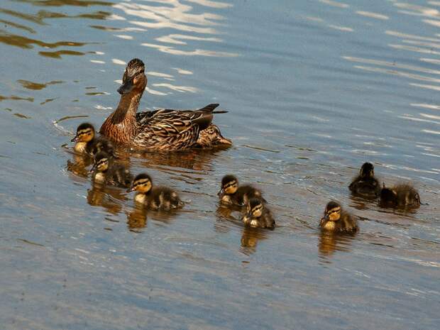 В каких водоёмах Тюменской области можно купаться?