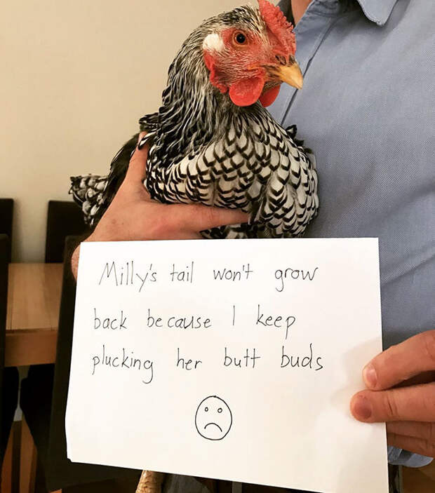 Funny-Chicken-Shaming-Farm-Life