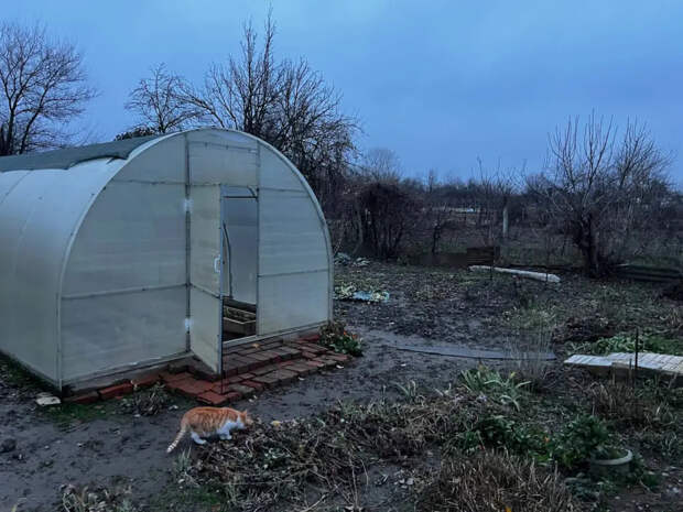 Посыпьте этим на грядки: как обычная кухонная специя навсегда отучит кошек делать туалет в огороде