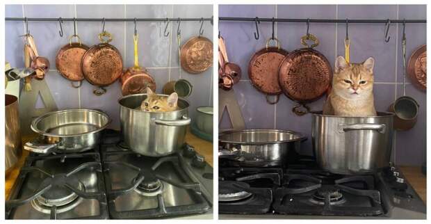15 забавных котов, обнаруженных там, где их меньше всего ожидали застать
