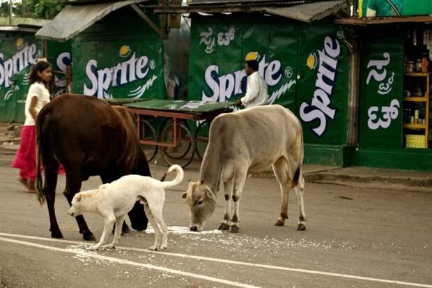 Коровы - такие же жители города, как и люди funny foto, индия, интересно, смешно, юмор