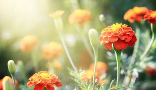 Рассада не нужна: 12 цветов, которые можно посадить прямо в землю и получить прекрасный сад