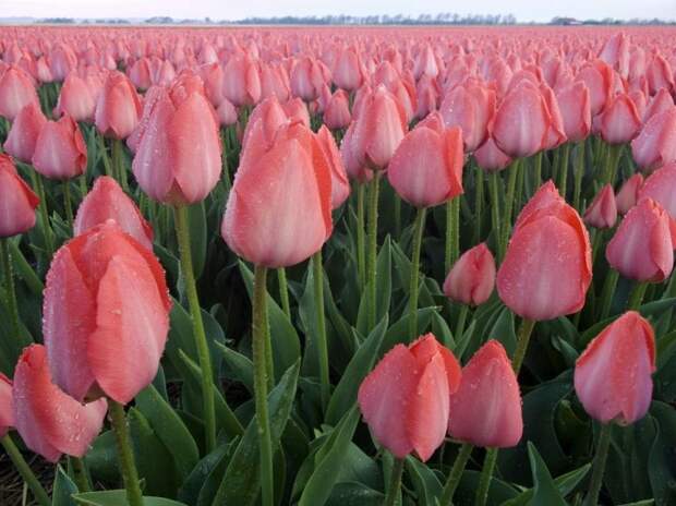 Поля тюльпанов