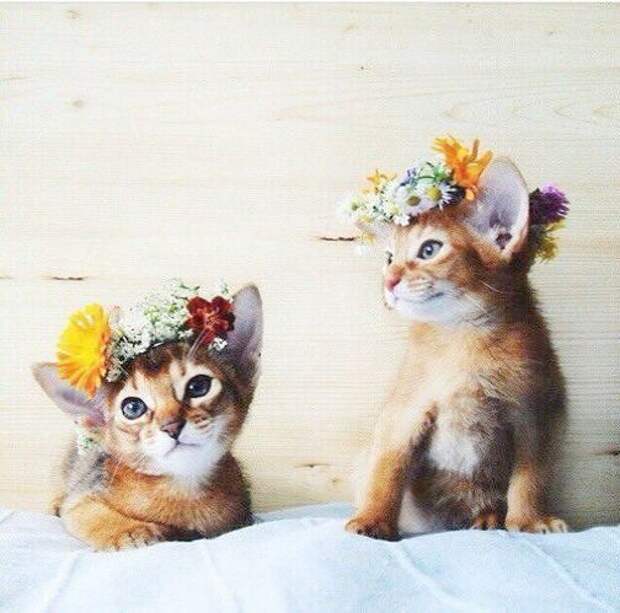 два абиссинских котенка