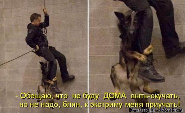Лучшие котоматрицы недели (50 фото)