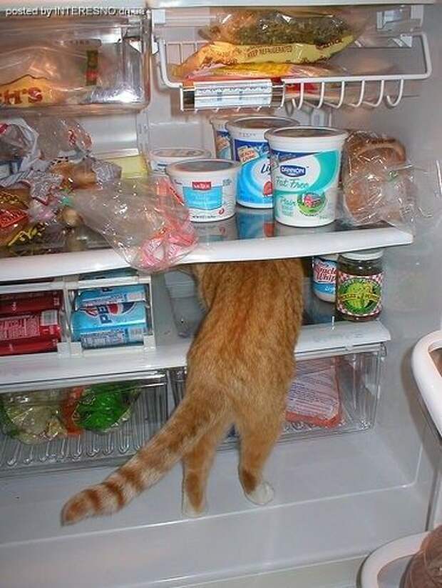 рыжий кот