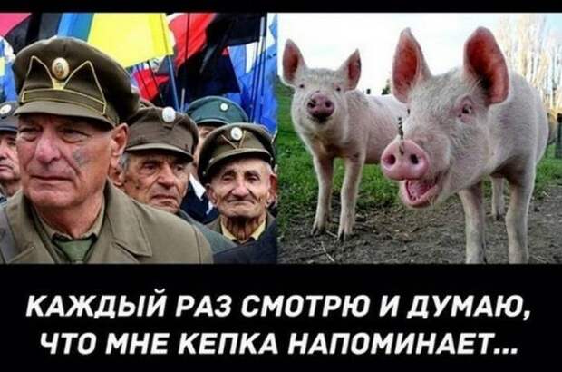 На Львовщине Год Свиньи обьявили «Годом Бандеры»