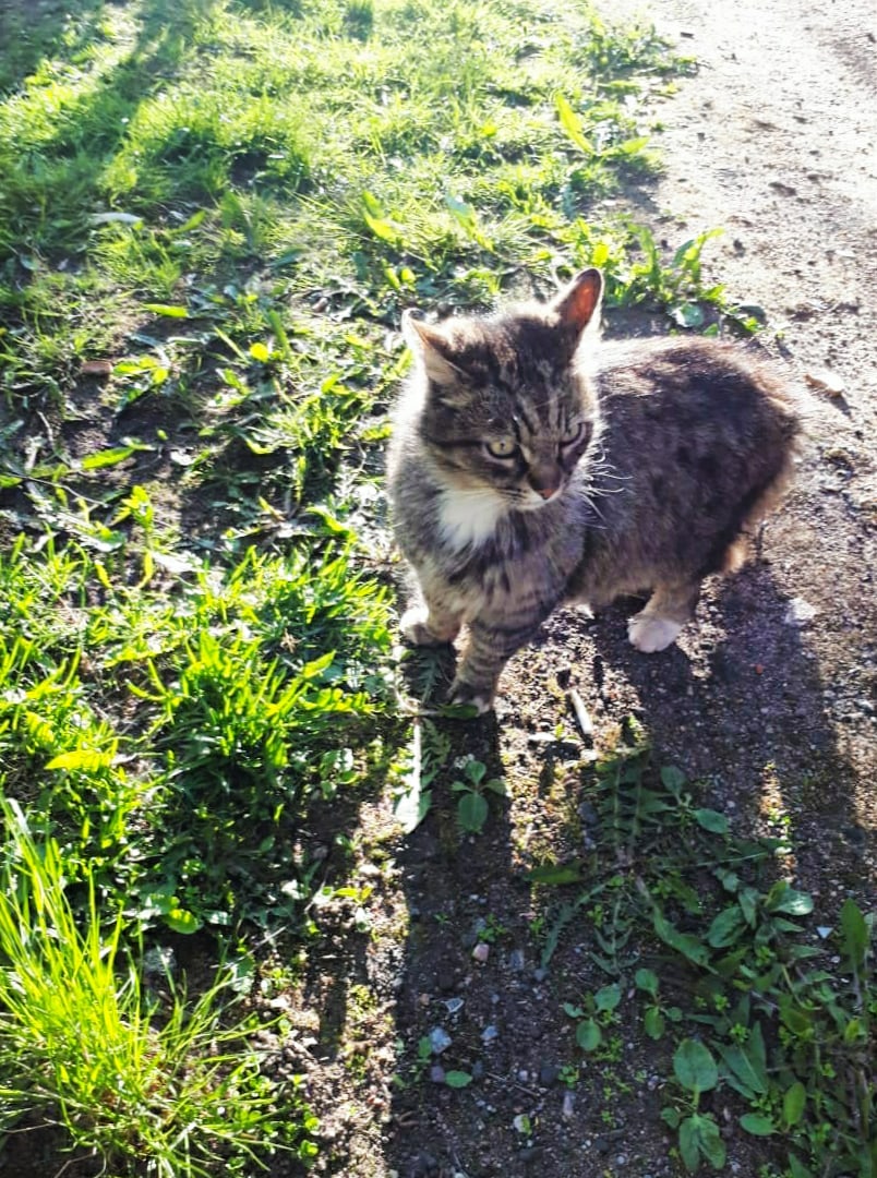 Красивый бывшедомашний котик пропадает.. Нужна хотя бы временная передержка!