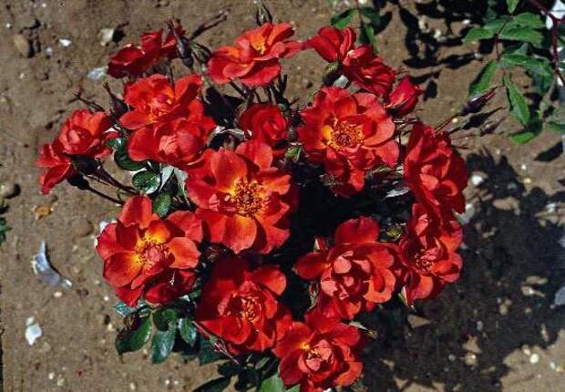 Сорт «Анна Форд»