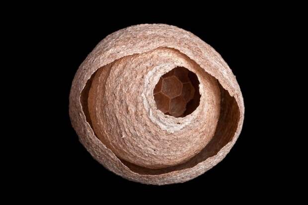 Wasp-685x456