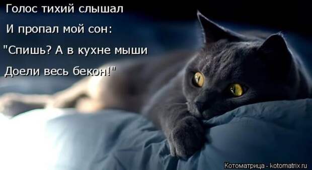 Лучшие котоматрицы недели (50 фото)