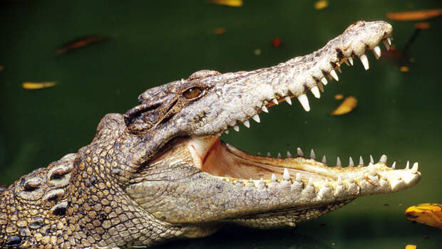 На Украине призвали заселить крокодилами Тису, через которую уплывают уклонисты (ВИДЕО)