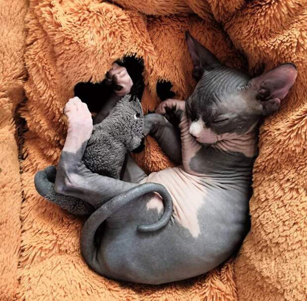 Фото © newans_sphynx