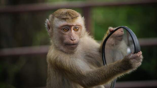Оспа обезьян: ВОЗ ожидает летом высокий рост заболевания