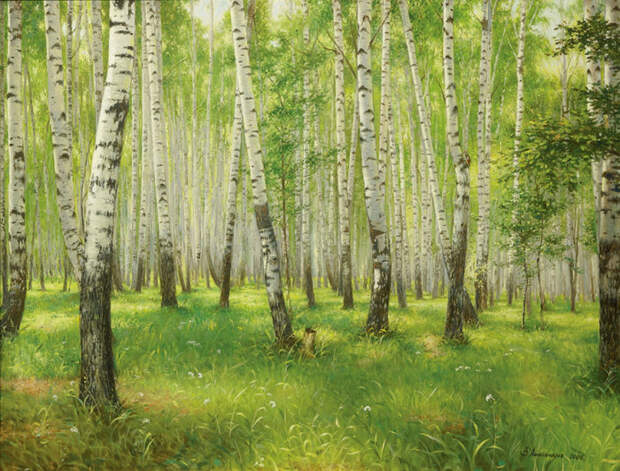 Берёзовая роща. Автор: Владимир Александров. Берёзовая роща. Автор: Владимир Александров.