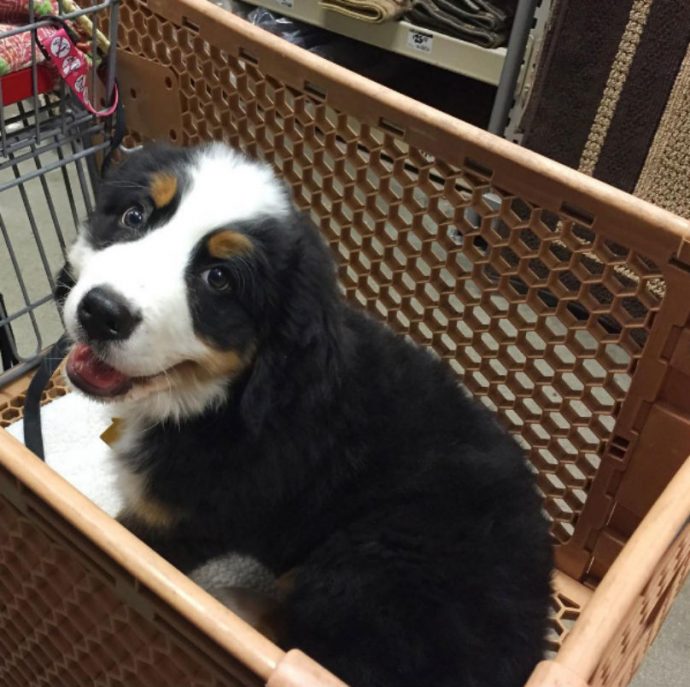berner