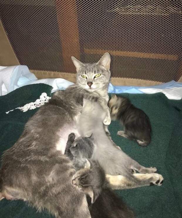 В беременную кошку кто-то выстрелил! Парализованная МУРлыка выжила только ради котят…
