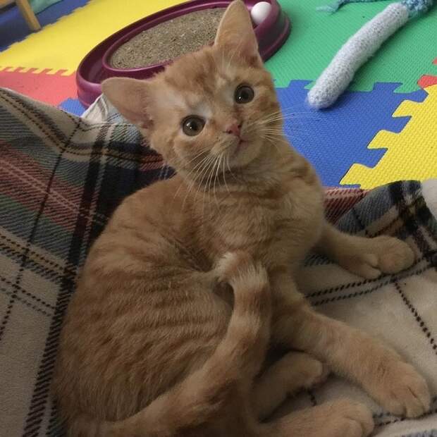 Котенок на покрывале Котенок лежит