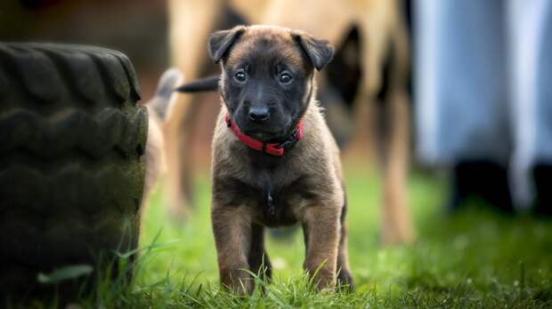 Разумный заводчик не будет против того, чтобы принять своего щенка обратно. Фото Pixabay Разумный заводчик не будет против того, чтобы принять своего щенка обратно. Фото Pixabay