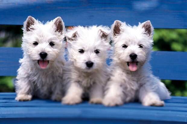 25 снимков самых очаровательных щенков в мире прекрасное, фотографии, щенки