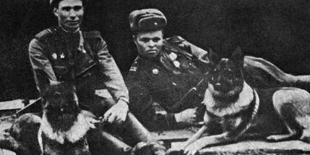 Четвероногие герои: рассказываем о подвигах братьев наших меньших во время Великой Отечественной войны