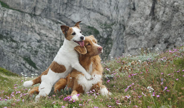 Шашлык и Пушкин – стали известны клички московских собак