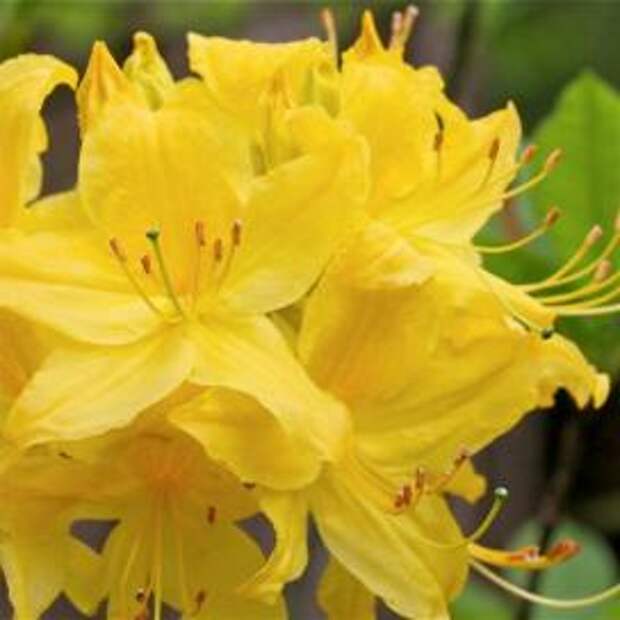 Рододендрон (rhododendrons)