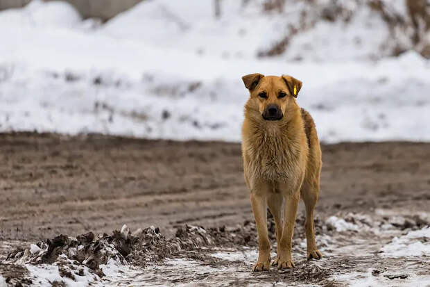 Приют за 40 млн на 128 собак откроют рядом с мусорным полигоном в Новосибирске