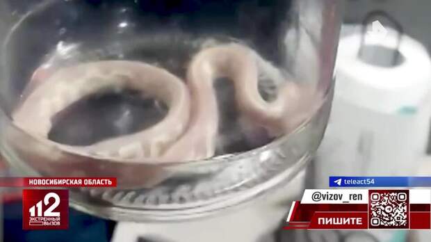 Королевский питон заглянул на завтрак в квартиру новосибирцев