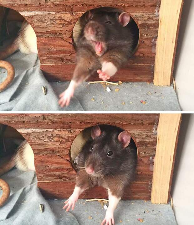10 фото домашних крыс, которые даже милее кошек и собак