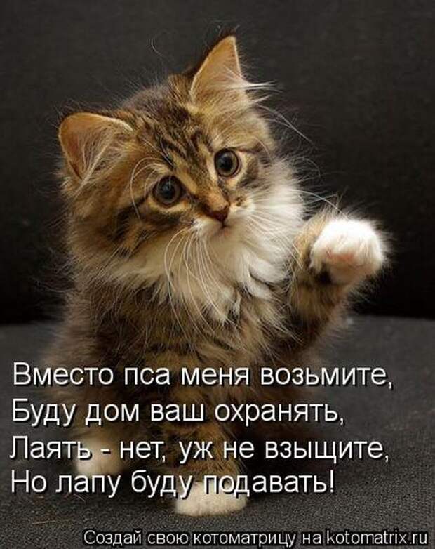 Котоматрицы(картинки с надписями)