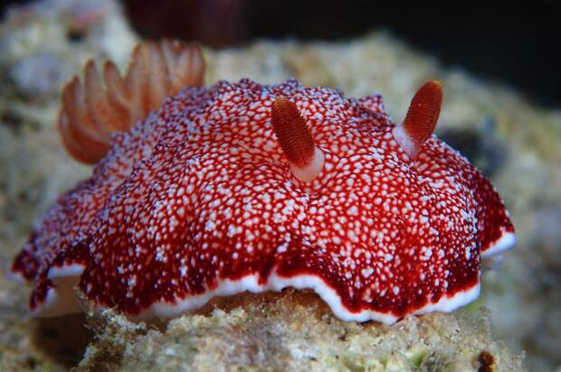 Удивительная красота морских моллюсков
