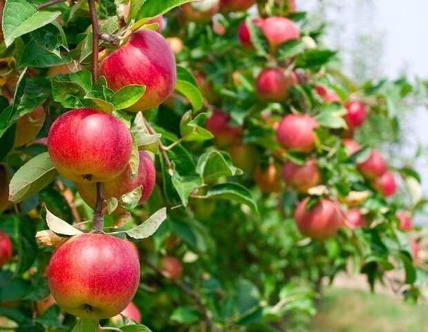 15 чудо-продуктов, которые помогут ускорить ваш обмен веществ продукты ускоряющие обмен веществ, как ускорить обмен веществ, быстрый метаболизм