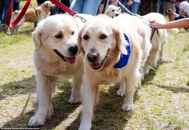 Массовый праздник был организован как раз в имении лорда Твидмаута, что стало многолетней традицией. Массовый праздник был организован как раз в имении лорда Твидмаута, что стало многолетней традицией. в мире, животные, золотистый ретривер, порода собак, породистые, праздник, собаки, фото