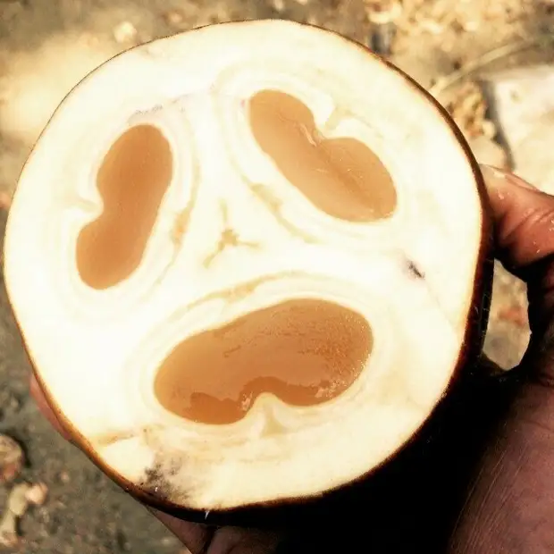 22 фрукта, которых многие никогда не пробовали