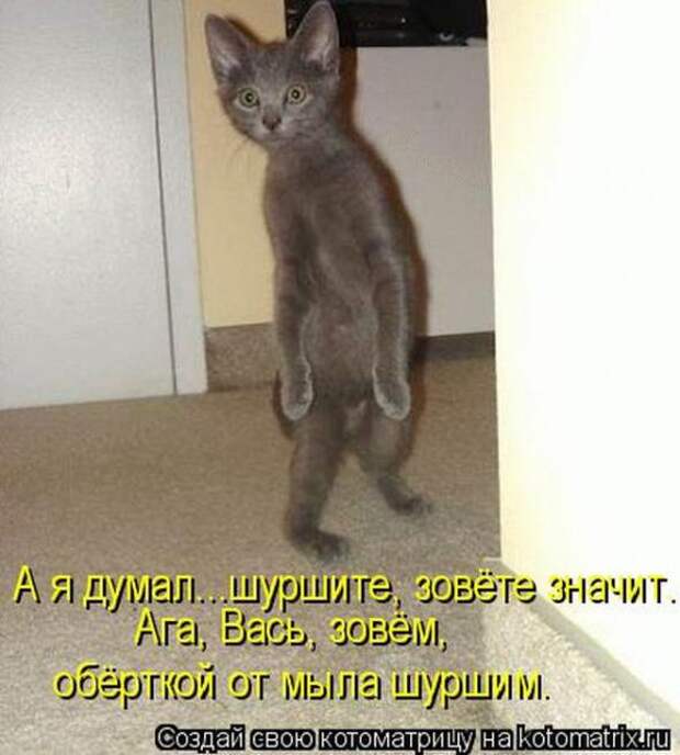 Котоматрицы(картинки с надписями)