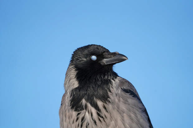 Птицы любят ругаться. А неясыть одна, ей никто не мешает зевать