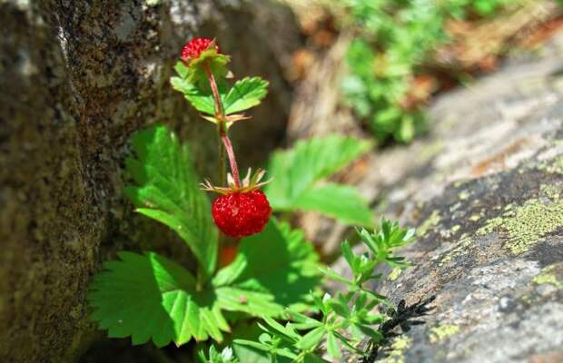 Лесная ягода. Названия лесных ягод  (черника, костяника, брусника, голубика, клюква) 