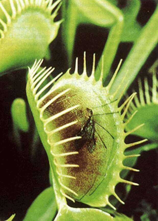 creepyplants34 Самые жуткие растения