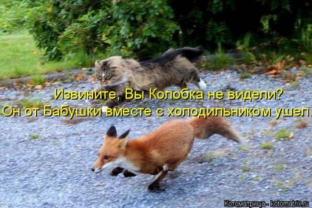 Лучшие котоматрицы недели Лучшие котоматрицы недели