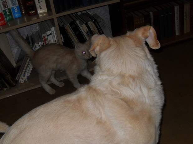 Хамура Кусаки: три месяца в доме дружба животных, кот, пёс