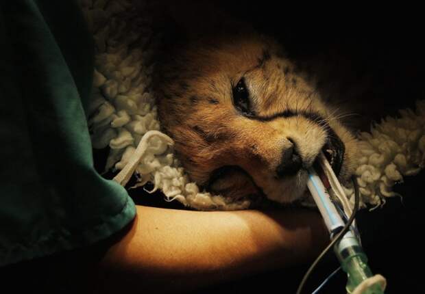 Ветеринар осматривает гепарда Юбу в Честерском зоопарке на севере Англии. 9-месячному котенку сделали операцию, вставив в лодыжку на одной из правых лап металлическую пластину, чтобы залечить сложный перелом в мире, врач, добро, животные, помощь, спасение
