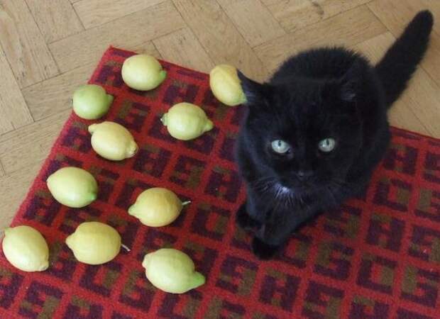 My Cat is Sad