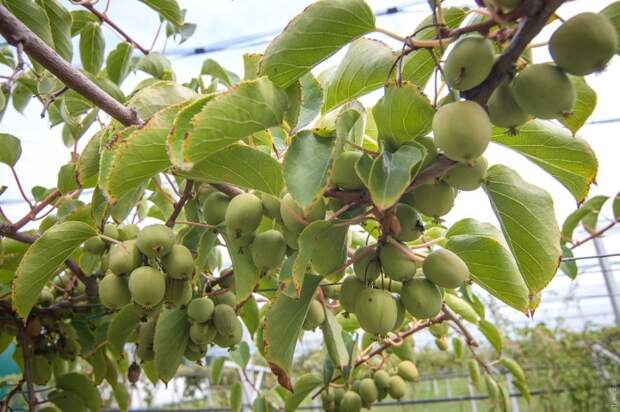 Вот как на самом деле растут продукты, которые мы едим каждый день