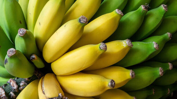 Первую партию бананов вырастили в Сочи